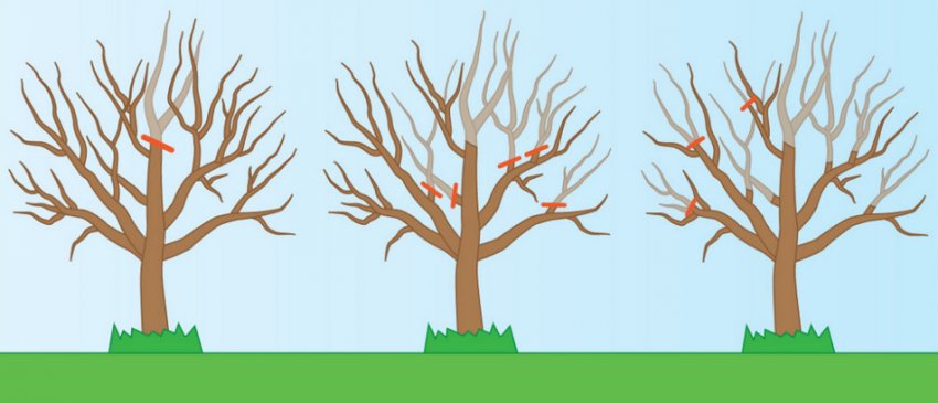 Обрізка яблуні