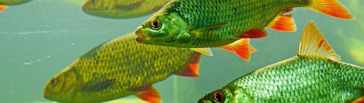 В Кіровоградській області безробітних навчать рибництву