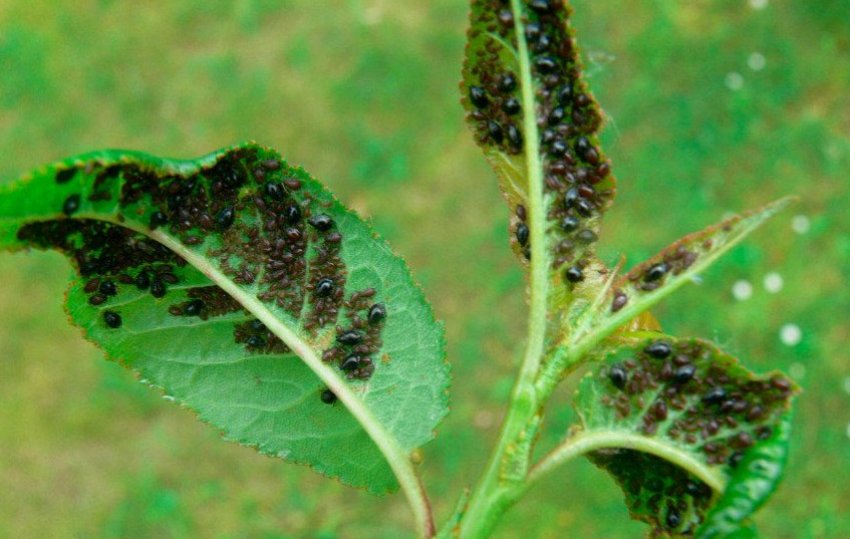 Попелиця на яблуні