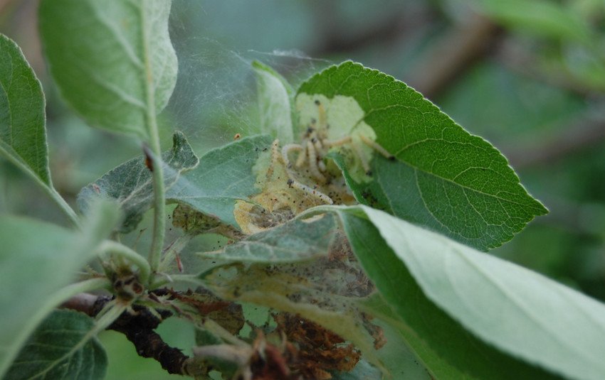 Листовійка на яблуні