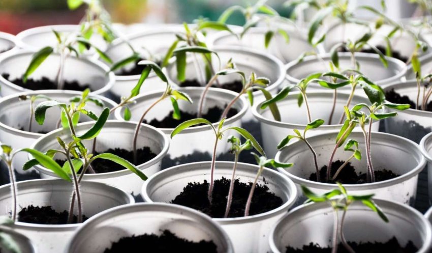 Розсада томатів