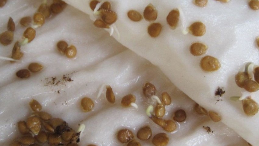 Пророщування насіння томатів