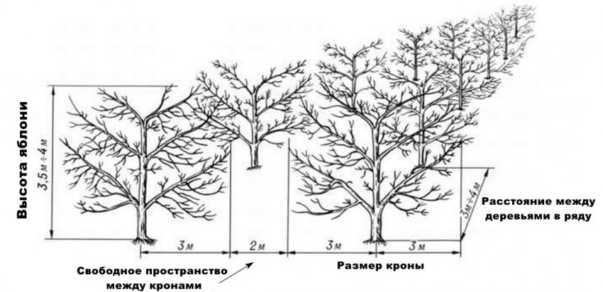 Відстань між деревами в саду Відстань між деревами в саду