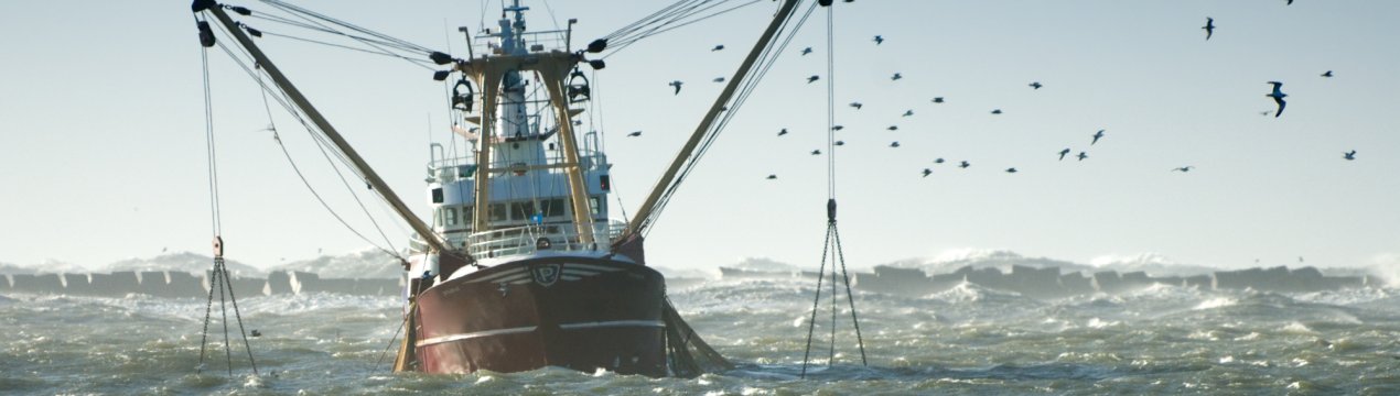У світі відзначається скорочення лову риби