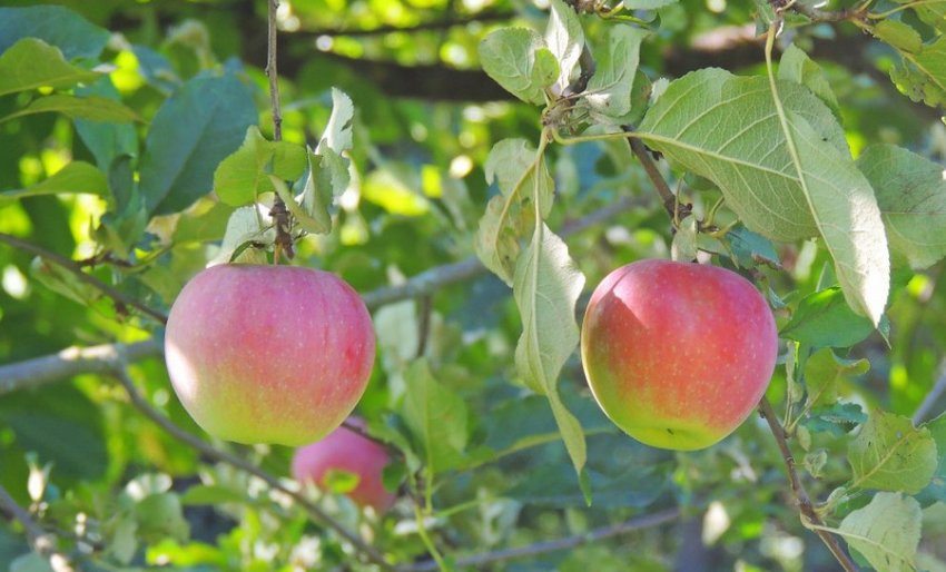 Яблуня сорту Слава Переможцям Яблуня сорту Слава Переможцям
