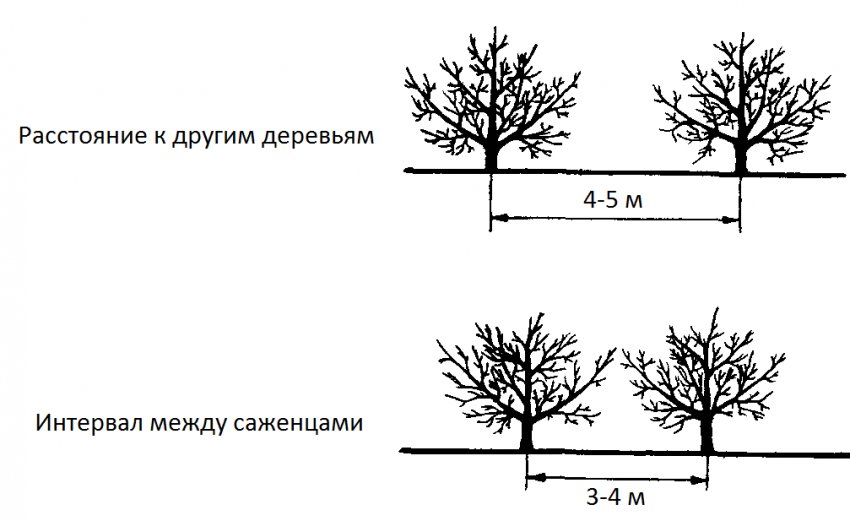 Расстояние между деревьями