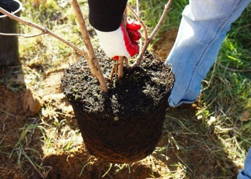 Как правильно посадить саженцы груши осенью