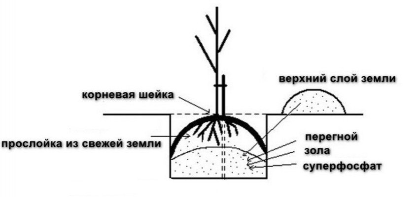 Схема посадки груши