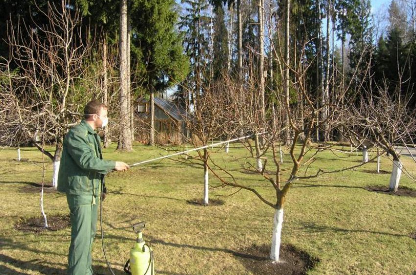 Обприскування груші