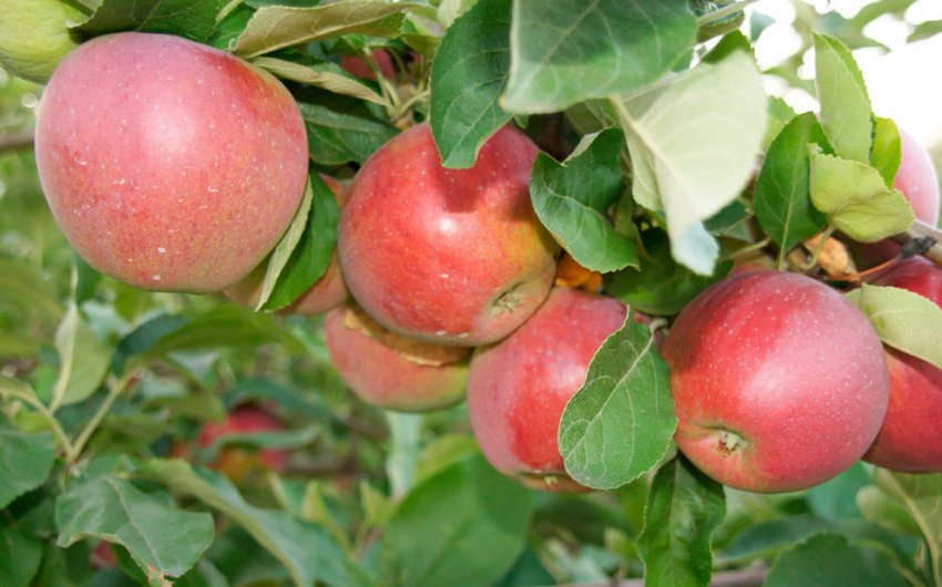 Яблуня Беркутовское