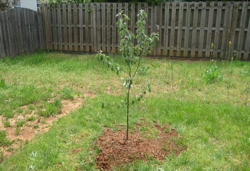 Місце для вирощування яблуні