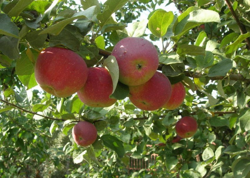 Яблуня Орлик Яблуня Орлик