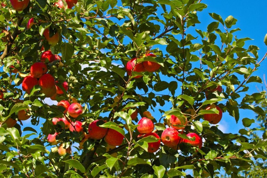 Яблука сорту Орлик Яблука сорту Орлик