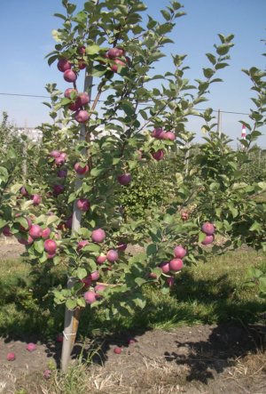 Дерево яблуні Орлик Дерево яблуні Орлик