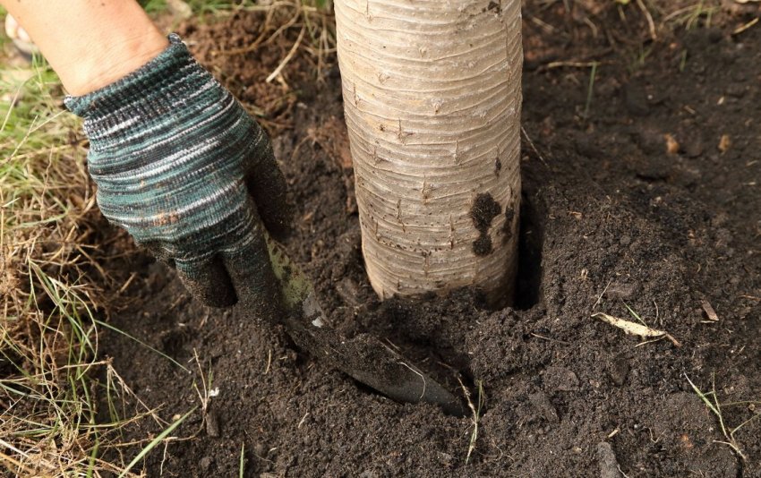 Перекопування пристовбурового кола