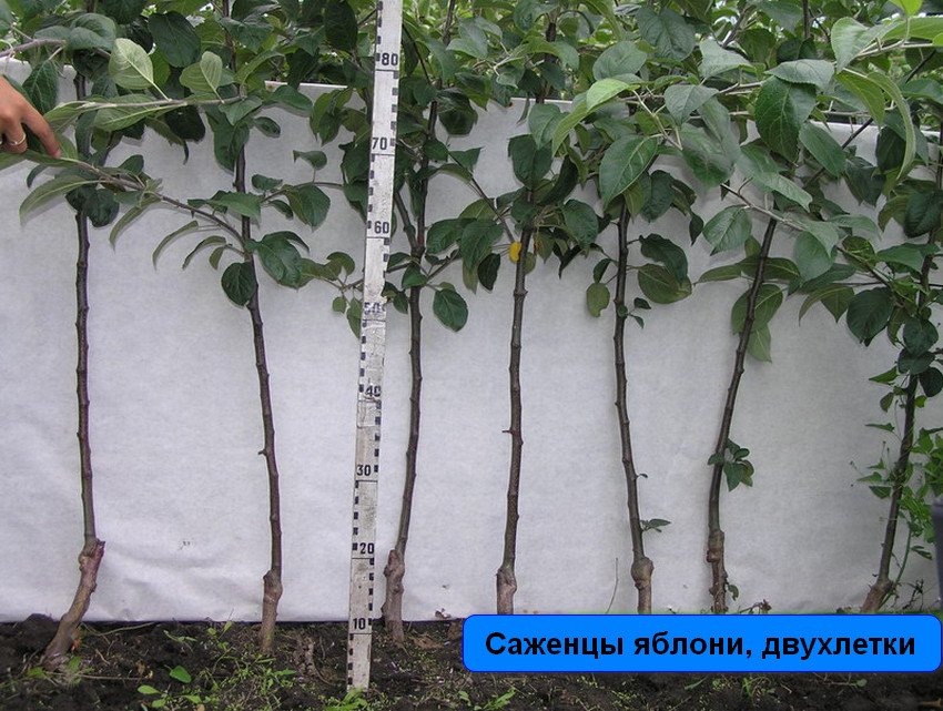 Дворічні саджанці яблуні Дворічні саджанці яблуні