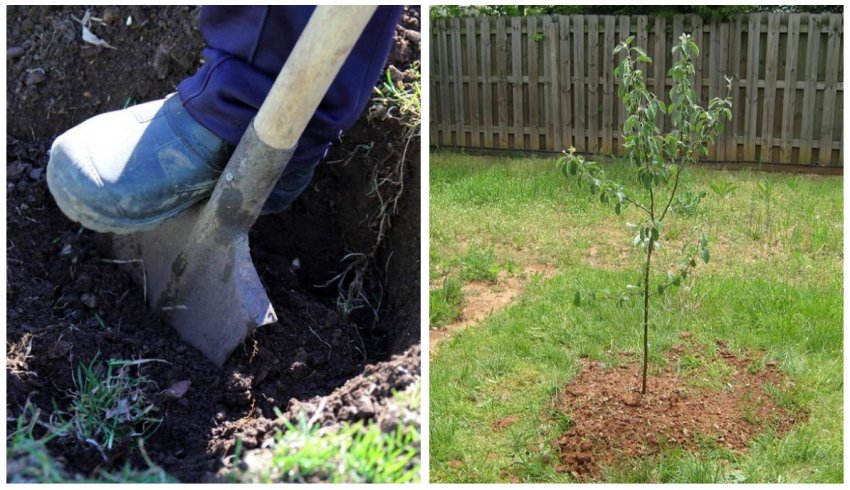 Вибір ділянки під посадку яблуні Вибір ділянки під посадку яблуні
