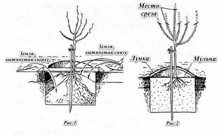 Схема посадки саджанця Схема посадки саджанця