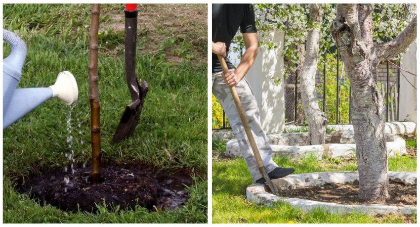 Догляд за ґрунтом Догляд за ґрунтом