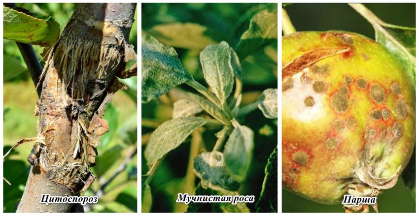 Хвороби яблуні Хвороби яблуні