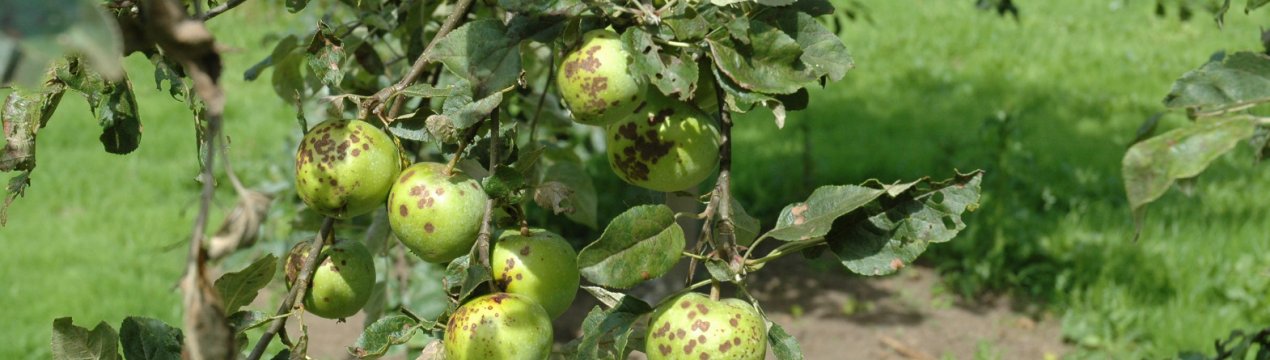 Боротьба з паршею на яблунях