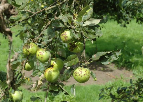 Боротьба з паршею на яблунях