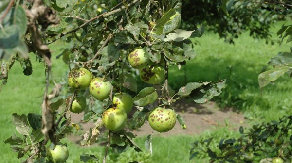Вредна ли парша на яблоках для человека