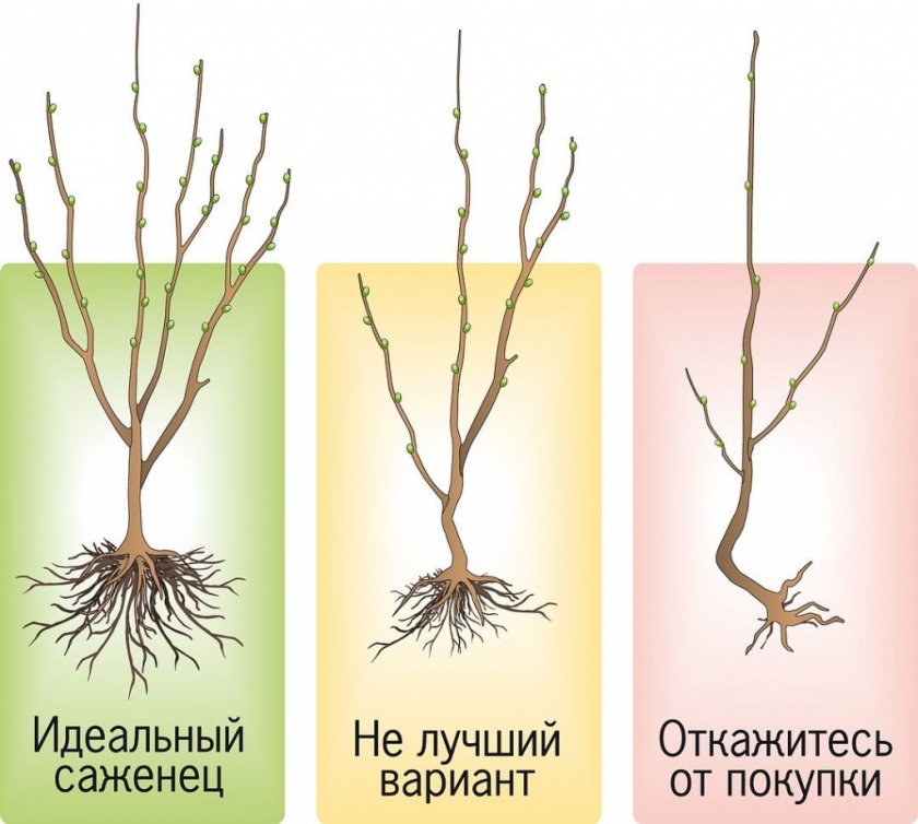 Как выбрать саженец Как выбрать саженец