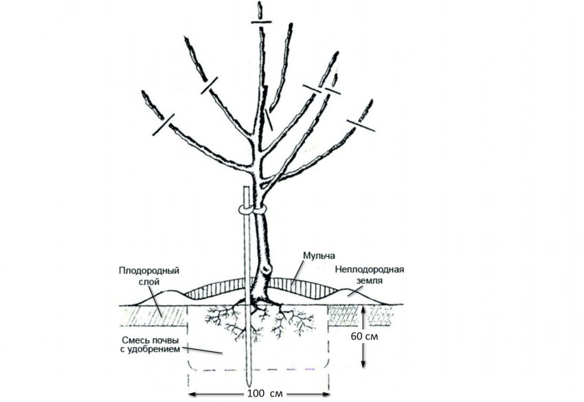 Схема посадки яблуні