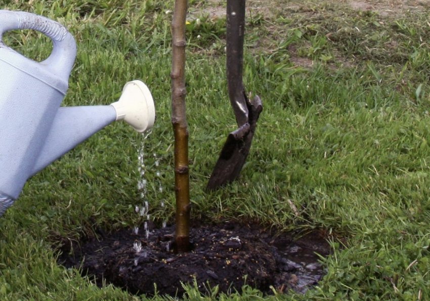 Полив яблуні в саду