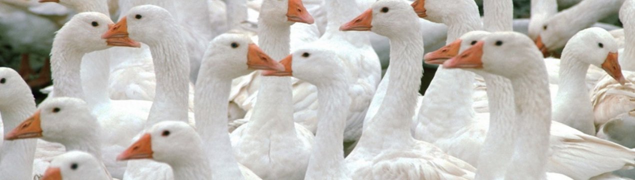 Розведення гусей як бізнес: вигода і рентабельність, поради для початківців