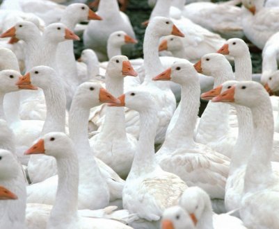 Розведення гусей як бізнес: вигода і рентабельність, поради для початківців