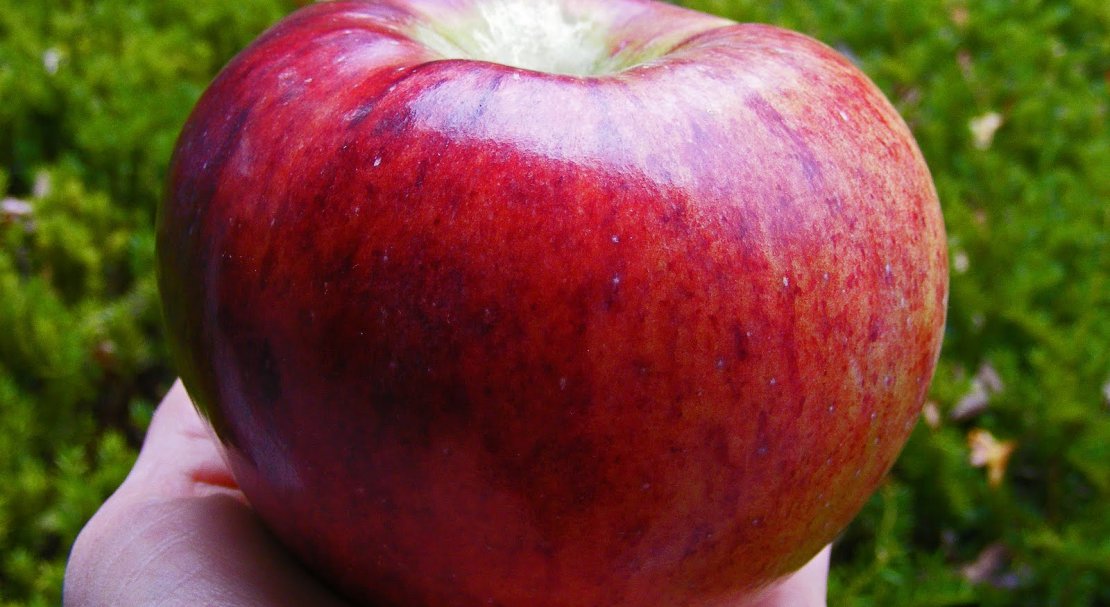 сорт больших красных яблок