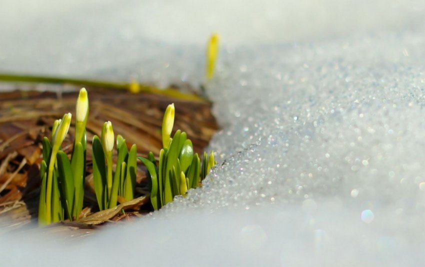 Квіти під снігом Квіти під снігом