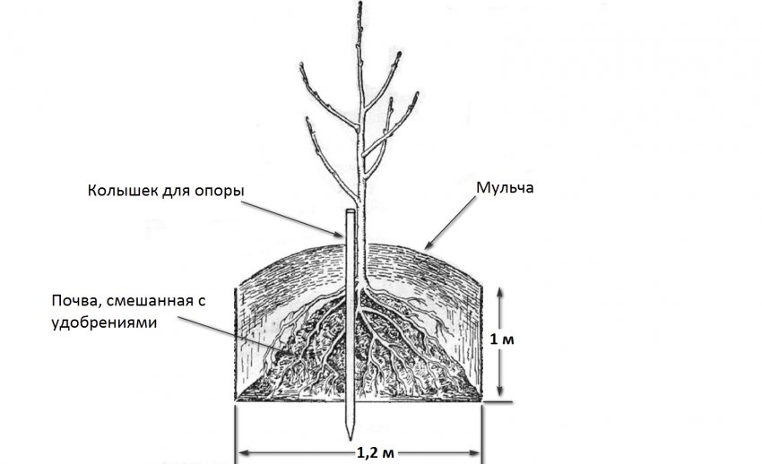 Схема посадки саджанці яблуні Схема посадки саджанці яблуні