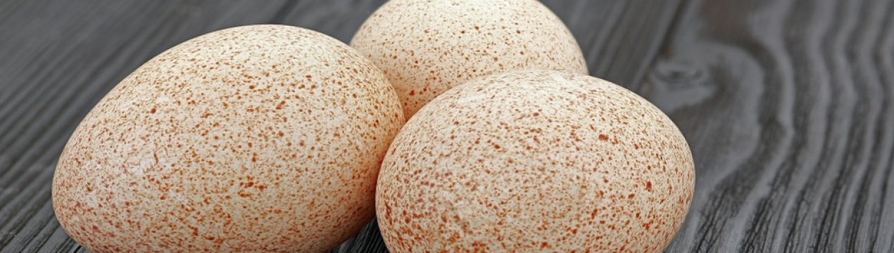 можно кушать яйца индюшки. Смотреть фото можно кушать яйца индюшки. Смотреть картинку можно кушать яйца индюшки. Картинка про можно кушать яйца индюшки. Фото можно кушать яйца индюшки