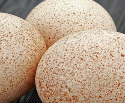 Яйця індички