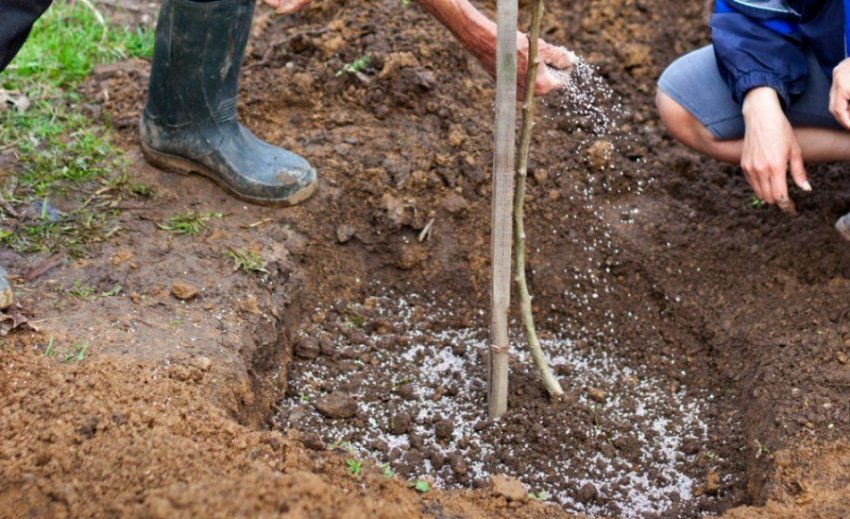 Підживлення яблуні Підживлення яблуні
