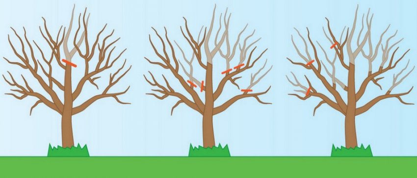 Обрізка яблуні Обрізка яблуні