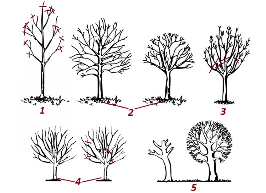 Як формувати яблуню Як формувати яблуню