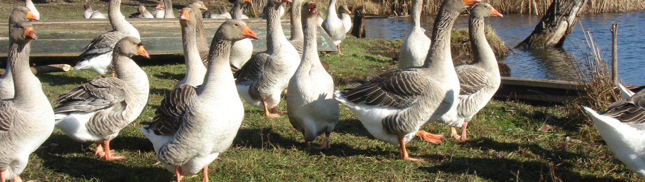 Велика сіра порода гусей