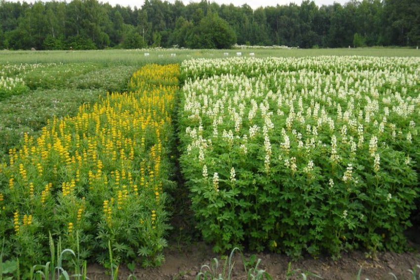 За час незалежності площа кормових культур в Україні скоротився на 85 % За час незалежності площа кормових культур в Україні скоротився на 85 %
