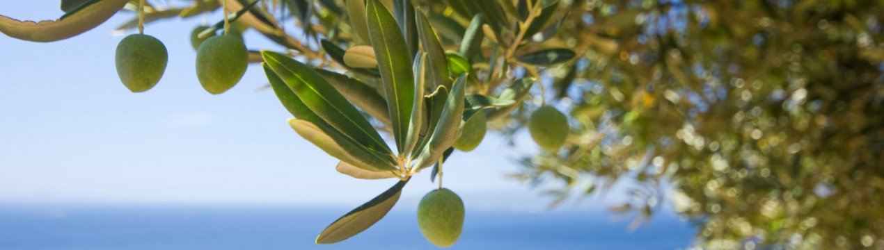 В Італії стрімко знижується виробництво оливкової олії