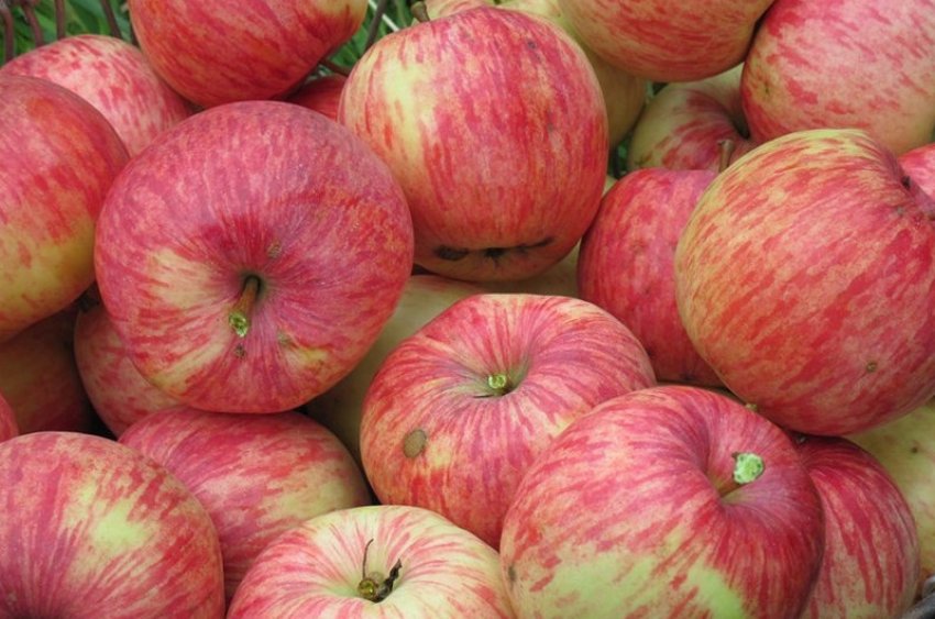 Яблуня Бельфлер - китайка