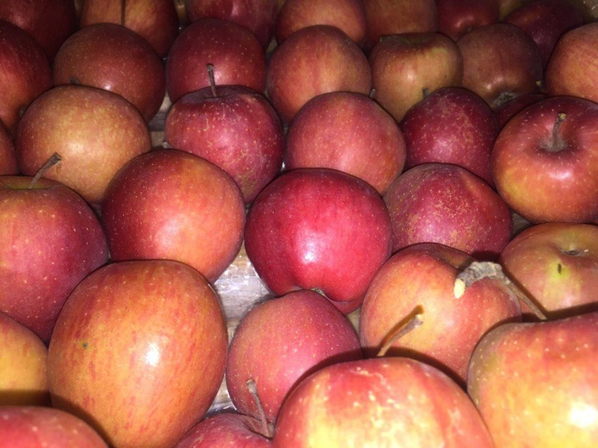 Врожай яблук сорту Старкрімсон Врожай яблук сорту Старкрімсон