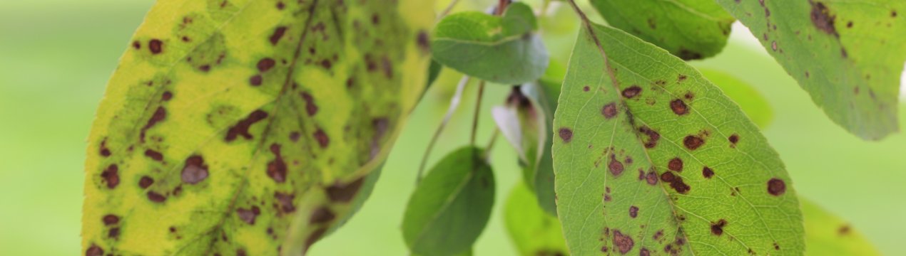 Боротьба з паршею на яблунях і грушах