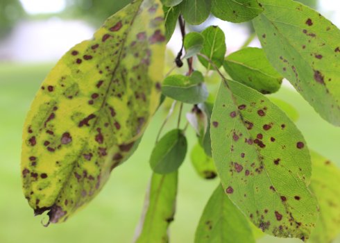 Борьба с паршой на яблонях и грушах