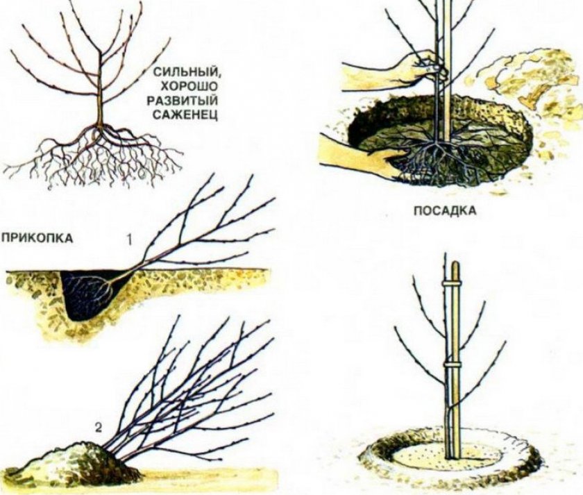 Посадка яблони Посадка яблони