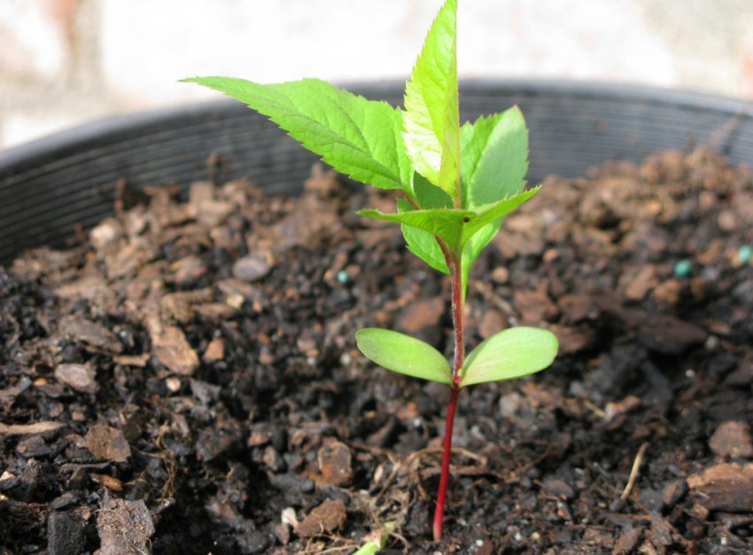 Росток яблуні зійшов з насіння Росток яблуні зійшов з насіння