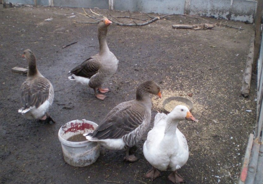 Велика сіра порода гусей